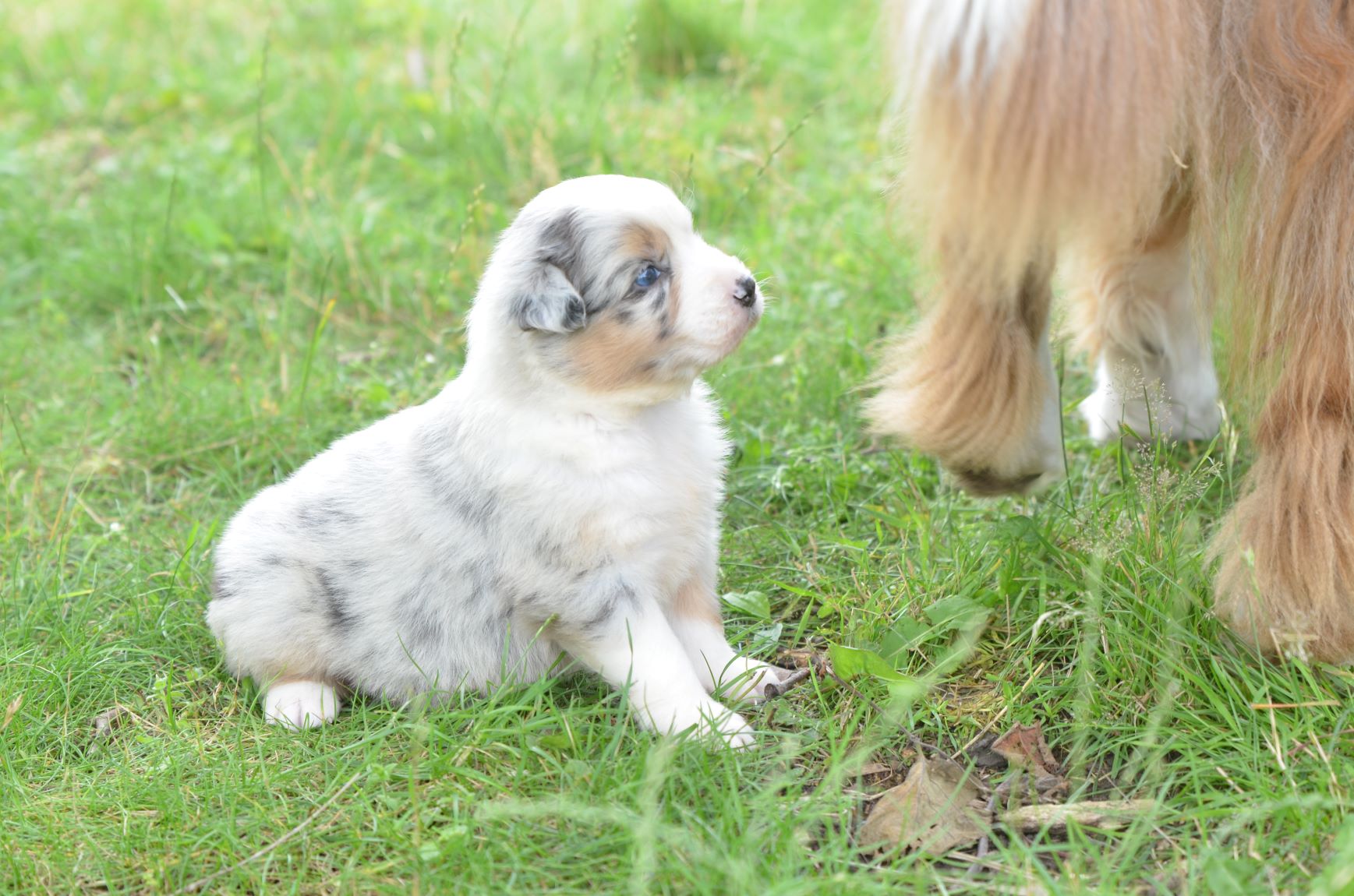 chiots berger australien
